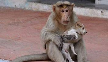 A rhesus macaque holding her adopted puppy in a New Delhi street. Credit: Dinamalar, Facebook. 